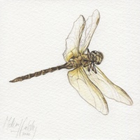 20200925_melissahalley_dragonfly_libelle_insect_200_640