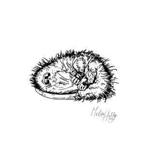 greetingcard_sleeping__opossum_melissa_halley