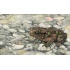 20190213_melissahalley_commontoad_gewonepad_toad_pad_200_640